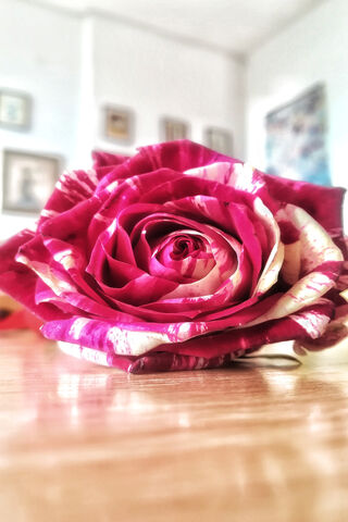 Blossoming Beauty: The Enchanting Rose 🌹