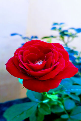Crimson Elegance: The T..