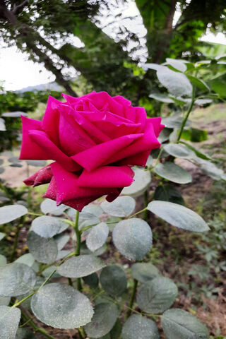 Blossoms of Love 🌹