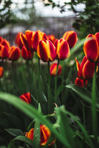 Vibrant Tulip Symphony 🌷✨