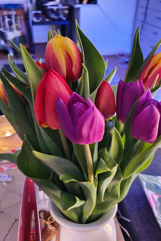 Vibrant Tulip Symphony 🌷🎶