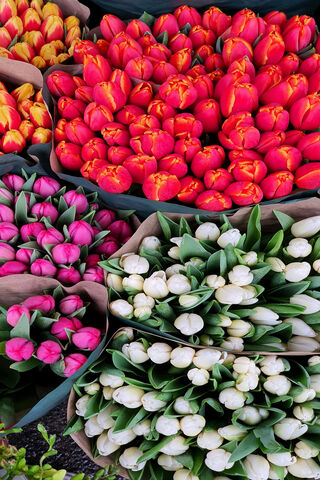 Tulip Market