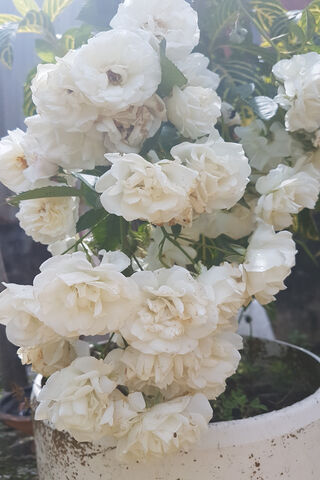 Elegance in Bloom: The White Rose Bunch 🌹✨