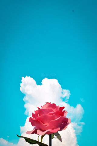 Blooming Freedom: A Tribute to 14 August 🌹✨