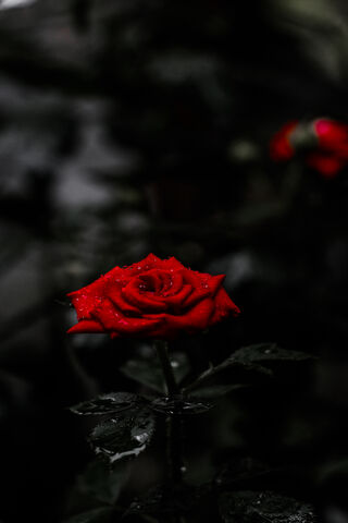 Crimson Elegance: The A..