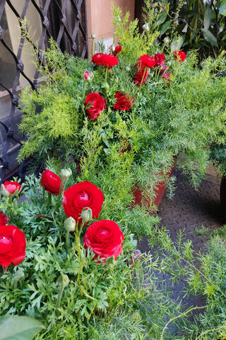 Blooming Joy: A Day in Full Color 🌼🌿