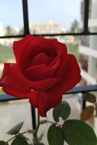 Crimson Elegance: The Bold Red Rose 🌹