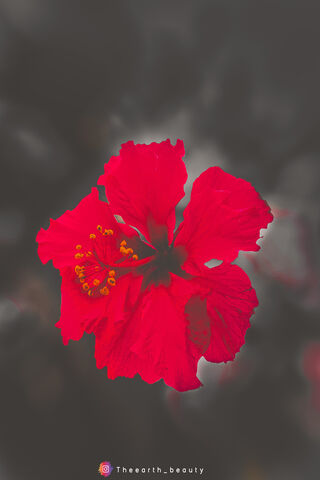 Radiant Blossom: Nature's Masterpiece 🌺✨