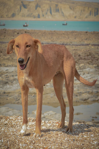 Heartfelt Dreams: The Joyful Canine