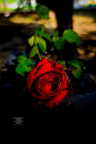 Radiant Rose: A Desi Delight 🌹✨