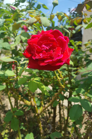 Floare: The Radiant Rose 🌹