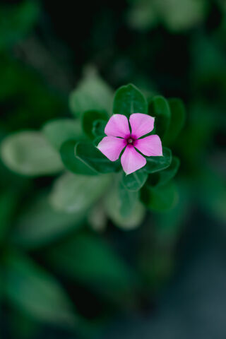 Flor: A Touch of Nature's Beauty 🌸