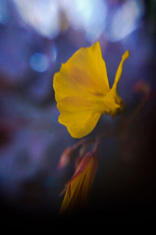 Flor Amarilla