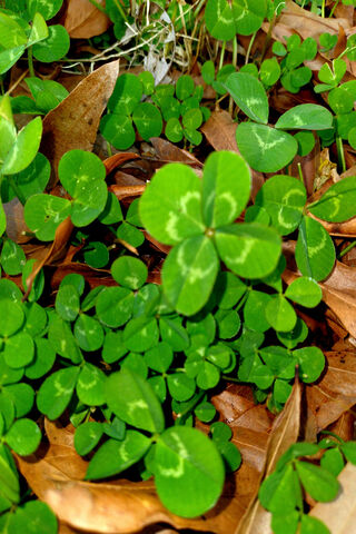Lucky Charm: The Four Leaf Clover 🍀