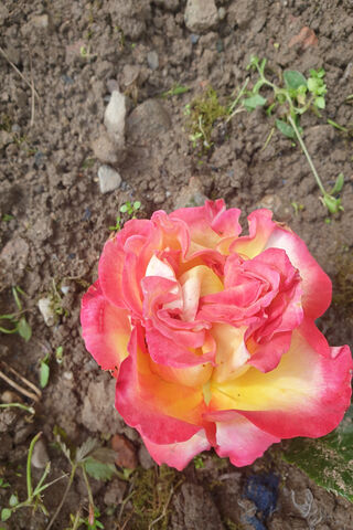 Flori: The Blooming Beauty 🌹