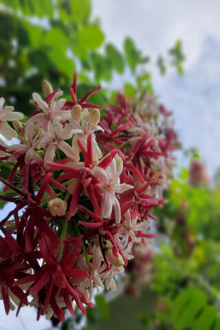 Flover: Nature's Colorful Symphony 🌸🎶