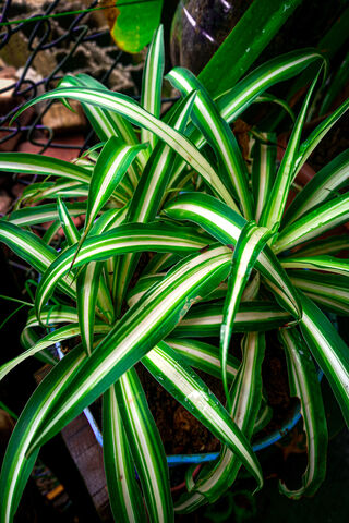 Green Plant