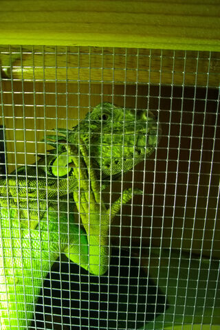 Iguana Behind Bars: A Close Encounter 🦎✨