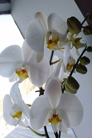 Orchid