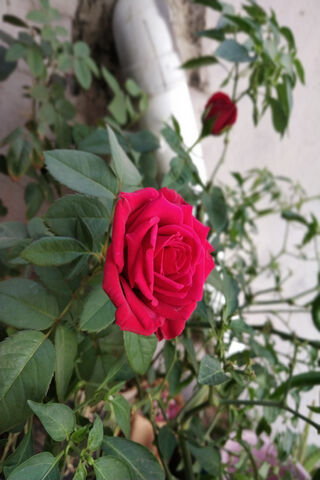 Roses in the Spotlight: A Bold Bloom 🌹✨