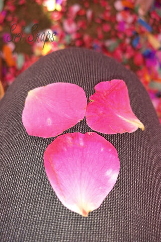 Petals Of A Rose