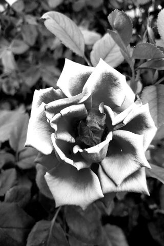 Eternal Elegance: The Timeless Rose 🌹