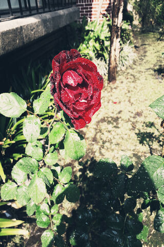 Radiant Beauty: The Rosa Roja 🌹✨