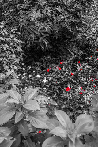 Nature's Red Carpet: A Floral Showcase 🌺✨