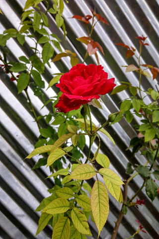 Crimson Elegance: The Red Rose