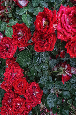 Drenched in Love: A Garden of Red Roses 🌹💧