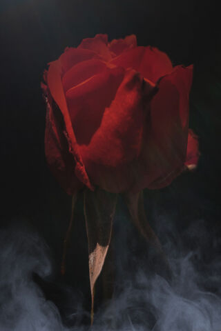 Rosa: The Enigmatic Beauty 🌹✨