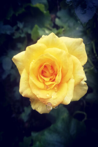 Golden Elegance: The Radiant Rose 🌹✨