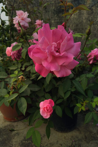 Blooming Beauty: The Enchanting Rose 🌹