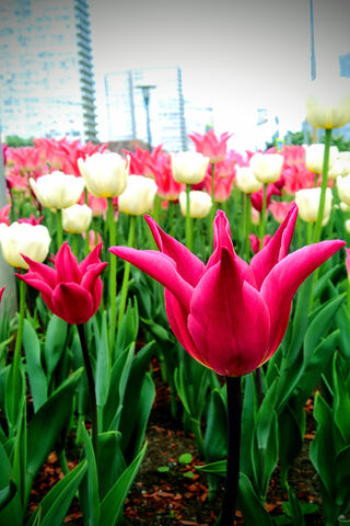 Tulip
