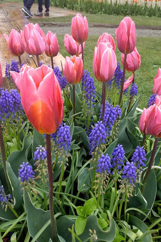 Spring's Colorful Embrace 🌷💜