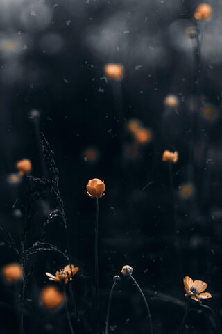 Tulip