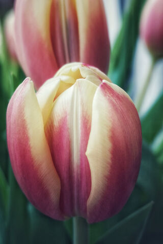 Tulip
