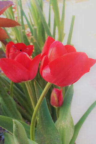 Radiant Red Tulips in Bloom 🌷✨