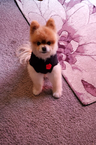 Dapper Teddy: The Posh Pup 🐾✨