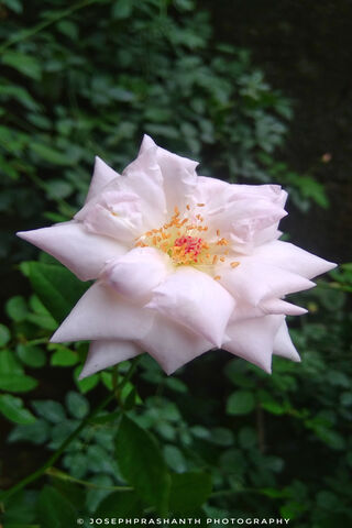 Elegance in Bloom: The White Rose 🌹✨