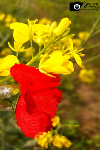 Blossoms of Love 🌼❤️