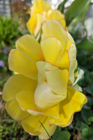 Yellow Tulips Red Edge