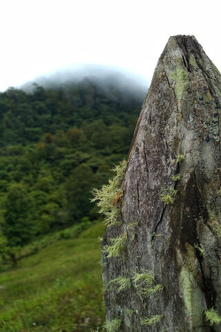 Whispers of the Bosque 🌲✨