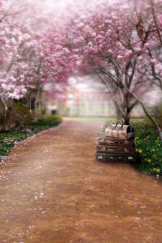 Journey Under the Cherry Blossoms 🌸✨