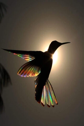 Dancing in the Light: The Colibrí's Grace