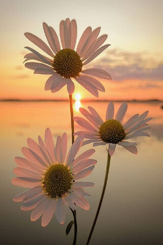 Sunset Serenade: Daisies in Bloom 🌼🌅
