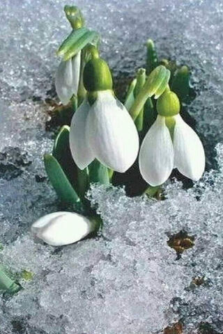 Whispers of Spring: The Ghioceii Blooming Through Snow