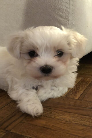 Mali the Adorable Pup 🐾