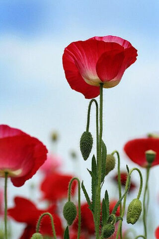 Maki: The Vibrant Poppy 🌺