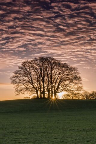 Golden Embrace of Dawn 🌅
